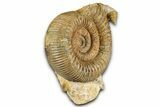 Jurassic Ammonite and Gastropod Cluster - Fresney, France #334774-1